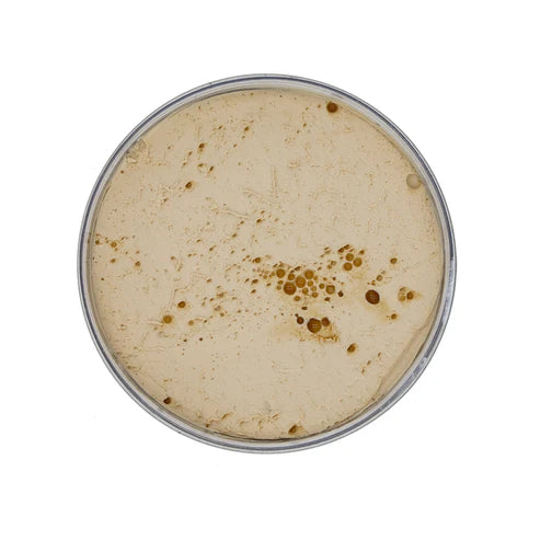 CERA UPPERCUT MAXI MATTE POMADE 300g